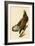 White-Headed Eagle-John James Audubon-Framed Giclee Print