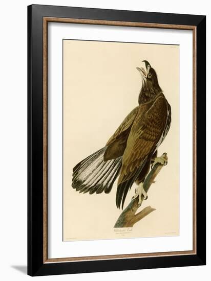 White-Headed Eagle-John James Audubon-Framed Giclee Print