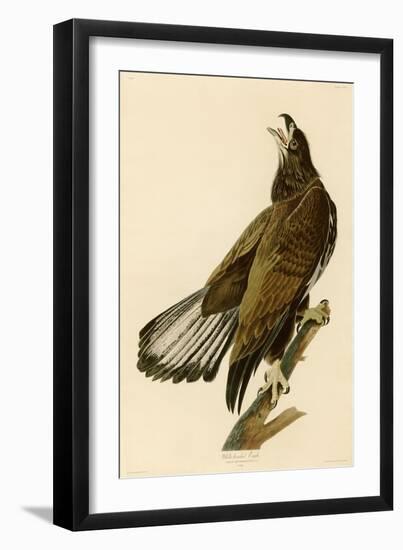 White-Headed Eagle-John James Audubon-Framed Giclee Print