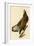 White-Headed Eagle-John James Audubon-Framed Giclee Print