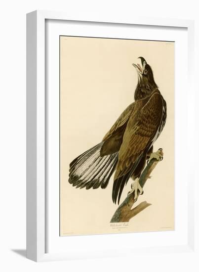 White-Headed Eagle-John James Audubon-Framed Giclee Print