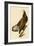 White-Headed Eagle-John James Audubon-Framed Giclee Print