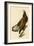 White-Headed Eagle-John James Audubon-Framed Giclee Print