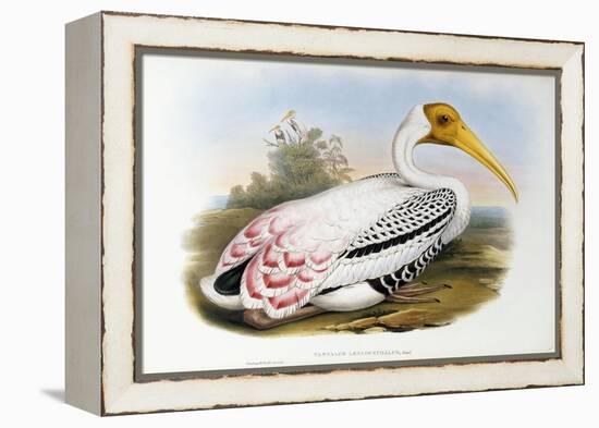 White-Headed Ibis; Tantalus Leucocephalus, C.1850-1873 (Hand-Finished Colour Lithograph)-John Gould-Framed Premier Image Canvas