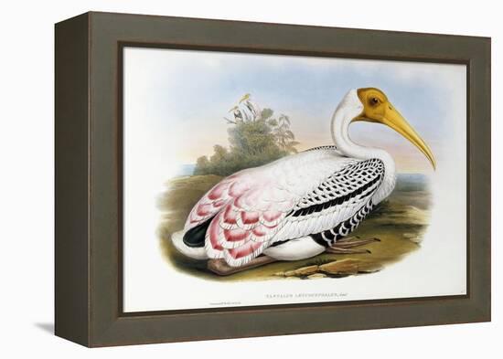 White-Headed Ibis; Tantalus Leucocephalus, C.1850-1873 (Hand-Finished Colour Lithograph)-John Gould-Framed Premier Image Canvas