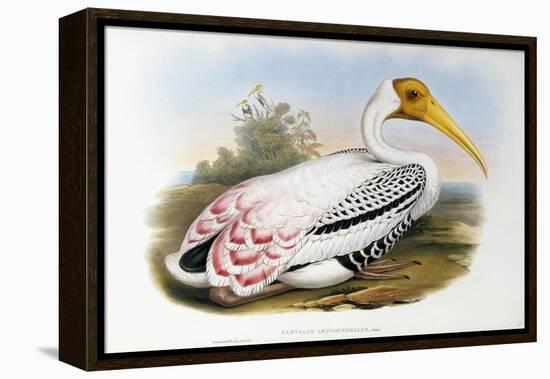 White-Headed Ibis; Tantalus Leucocephalus, C.1850-1873 (Hand-Finished Colour Lithograph)-John Gould-Framed Premier Image Canvas