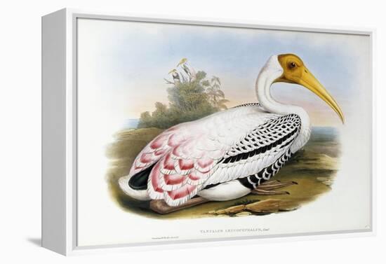 White-Headed Ibis; Tantalus Leucocephalus, C.1850-1873 (Hand-Finished Colour Lithograph)-John Gould-Framed Premier Image Canvas