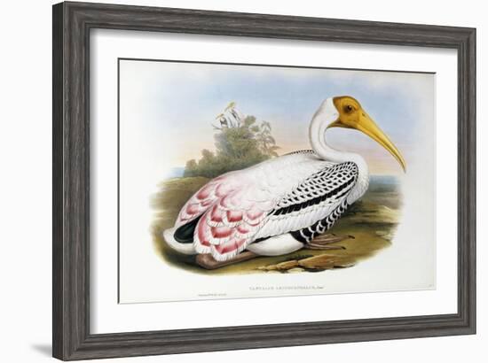 White-Headed Ibis; Tantalus Leucocephalus, C.1850-1873 (Hand-Finished Colour Lithograph)-John Gould-Framed Giclee Print