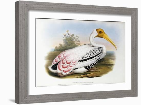 White-Headed Ibis; Tantalus Leucocephalus, C.1850-1873 (Hand-Finished Colour Lithograph)-John Gould-Framed Giclee Print