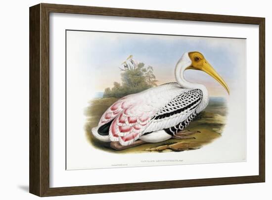 White-Headed Ibis; Tantalus Leucocephalus, C.1850-1873 (Hand-Finished Colour Lithograph)-John Gould-Framed Giclee Print