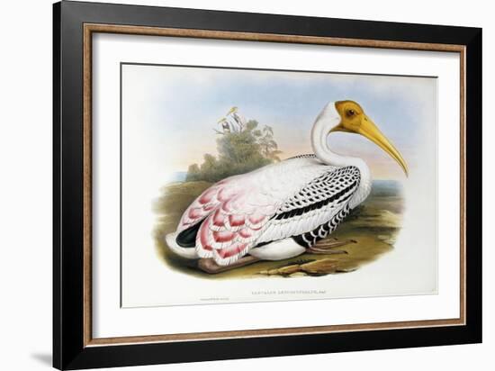 White-Headed Ibis; Tantalus Leucocephalus, C.1850-1873 (Hand-Finished Colour Lithograph)-John Gould-Framed Giclee Print