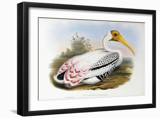 White-Headed Ibis; Tantalus Leucocephalus, C.1850-1873 (Hand-Finished Colour Lithograph)-John Gould-Framed Giclee Print