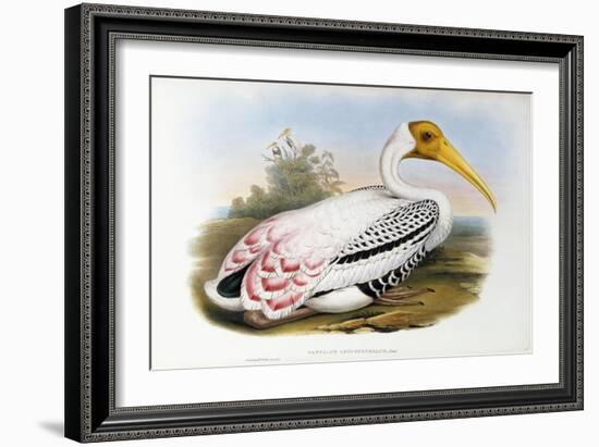 White-Headed Ibis; Tantalus Leucocephalus, C.1850-1873 (Hand-Finished Colour Lithograph)-John Gould-Framed Giclee Print