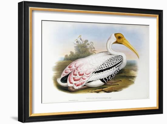 White-Headed Ibis; Tantalus Leucocephalus, C.1850-1873 (Hand-Finished Colour Lithograph)-John Gould-Framed Giclee Print