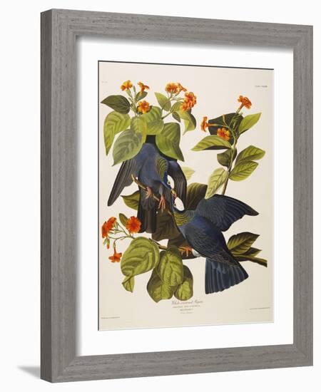 White Headed Pigeon (Columba Leucocephala), Plate Clxxvii, from 'The Birds of America'-John James Audubon-Framed Giclee Print