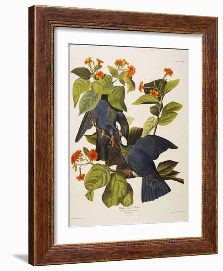 White Headed Pigeon (Columba Leucocephala), Plate Clxxvii, from 'The Birds of America'-John James Audubon-Framed Giclee Print