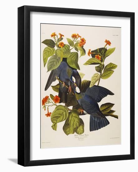 White Headed Pigeon (Columba Leucocephala), Plate Clxxvii, from 'The Birds of America'-John James Audubon-Framed Giclee Print