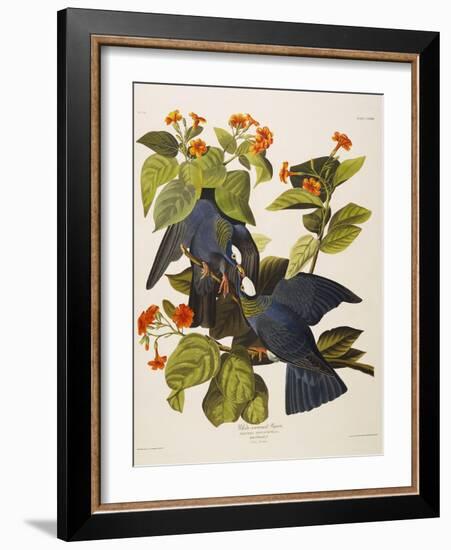 White Headed Pigeon (Columba Leucocephala), Plate Clxxvii, from 'The Birds of America'-John James Audubon-Framed Giclee Print