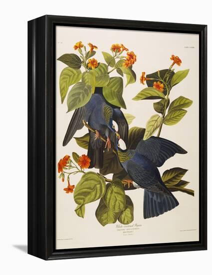 White Headed Pigeon (Columba Leucocephala), Plate Clxxvii, from 'The Birds of America'-John James Audubon-Framed Premier Image Canvas