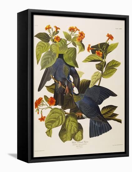 White Headed Pigeon (Columba Leucocephala), Plate Clxxvii, from 'The Birds of America'-John James Audubon-Framed Premier Image Canvas