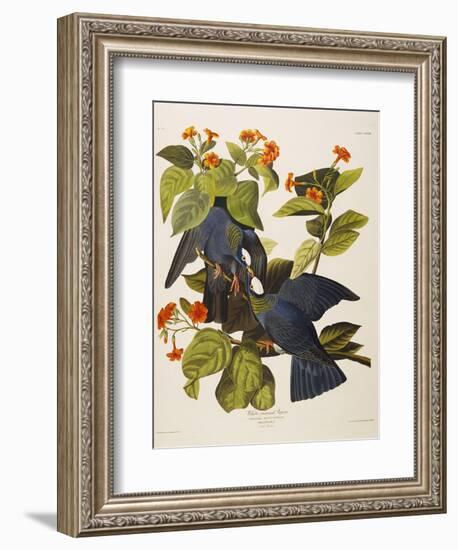 White Headed Pigeon (Columba Leucocephala), Plate Clxxvii, from 'The Birds of America'-John James Audubon-Framed Premium Giclee Print