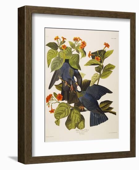 White Headed Pigeon (Columba Leucocephala), Plate Clxxvii, from 'The Birds of America'-John James Audubon-Framed Premium Giclee Print