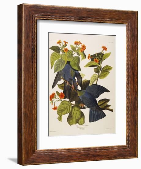 White Headed Pigeon (Columba Leucocephala), Plate Clxxvii, from 'The Birds of America'-John James Audubon-Framed Premium Giclee Print