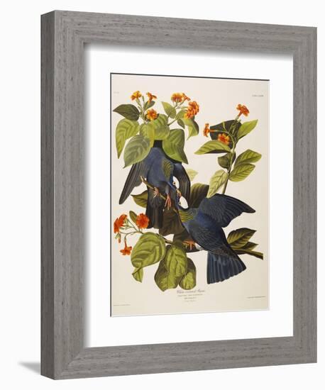 White Headed Pigeon (Columba Leucocephala), Plate Clxxvii, from 'The Birds of America'-John James Audubon-Framed Giclee Print