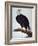 White-Headed Sea Eagle-Charles Collins-Framed Giclee Print