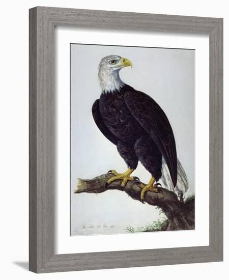 White-Headed Sea Eagle-Charles Collins-Framed Giclee Print