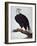 White-Headed Sea Eagle-Charles Collins-Framed Giclee Print