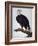 White-Headed Sea Eagle-Charles Collins-Framed Giclee Print