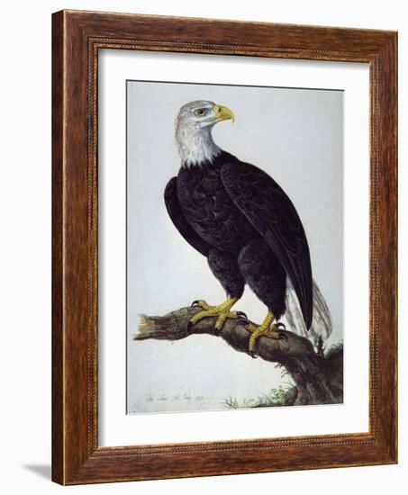 White-Headed Sea Eagle-Charles Collins-Framed Giclee Print