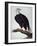 White-Headed Sea Eagle-Charles Collins-Framed Giclee Print