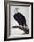 White-Headed Sea Eagle-Charles Collins-Framed Giclee Print