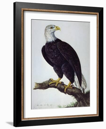 White-Headed Sea Eagle-Charles Collins-Framed Giclee Print