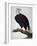 White-Headed Sea Eagle-Charles Collins-Framed Giclee Print