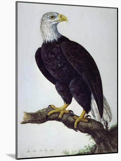 White-Headed Sea Eagle-Charles Collins-Mounted Giclee Print