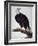 White-Headed Sea Eagle-Charles Collins-Framed Giclee Print