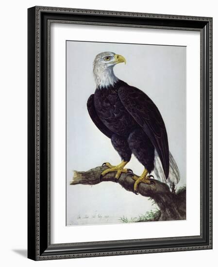 White-Headed Sea Eagle-Charles Collins-Framed Giclee Print