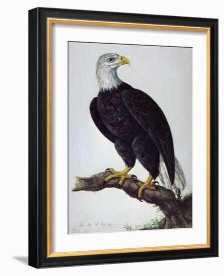 White-Headed Sea Eagle-Charles Collins-Framed Giclee Print