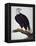 White-Headed Sea Eagle-Charles Collins-Framed Premier Image Canvas