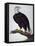 White-Headed Sea Eagle-Charles Collins-Framed Premier Image Canvas