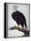 White-Headed Sea Eagle-Charles Collins-Framed Premier Image Canvas