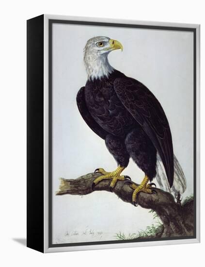 White-Headed Sea Eagle-Charles Collins-Framed Premier Image Canvas