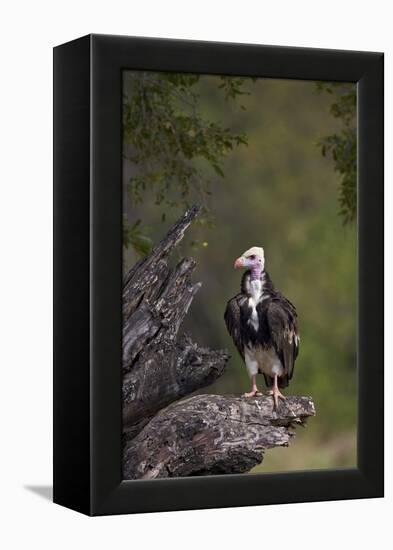 White-Headed Vulture (Trigonoceps Occipitalis), Kruger National Park, South Africa, Africa-James Hager-Framed Premier Image Canvas