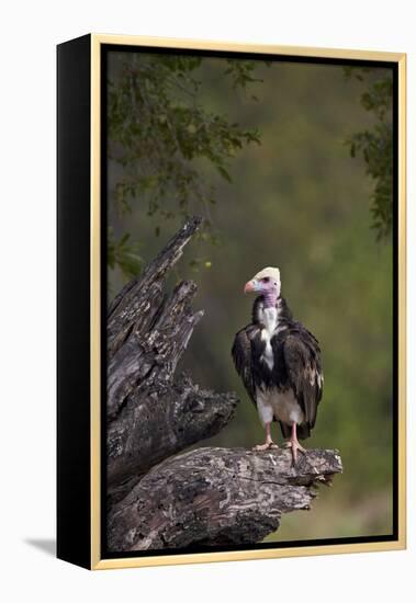 White-Headed Vulture (Trigonoceps Occipitalis), Kruger National Park, South Africa, Africa-James Hager-Framed Premier Image Canvas