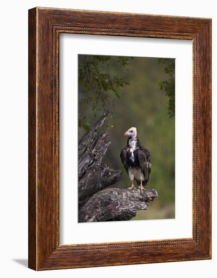 White-Headed Vulture (Trigonoceps Occipitalis), Kruger National Park, South Africa, Africa-James Hager-Framed Photographic Print