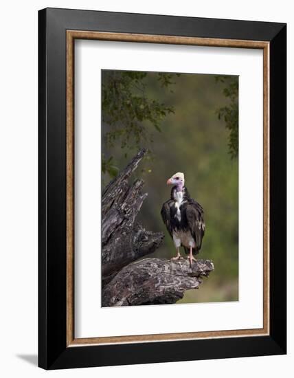 White-Headed Vulture (Trigonoceps Occipitalis), Kruger National Park, South Africa, Africa-James Hager-Framed Photographic Print