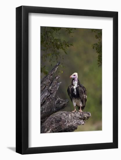 White-Headed Vulture (Trigonoceps Occipitalis), Kruger National Park, South Africa, Africa-James Hager-Framed Photographic Print